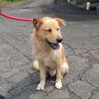 保健所推奨！！無駄吠えなくとってもいい子なテリア系