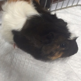 里親決まりました。アビシニアンモルモット８カ月