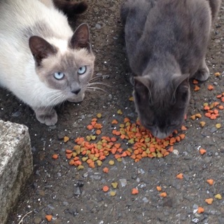 捨て猫さんに愛の手を差し伸べて頂けないでしょうか！