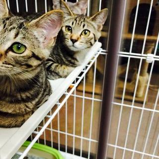 美人姉妹　ビビ＆チーズ