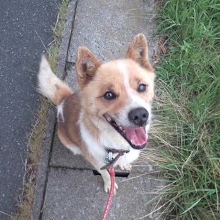 笑顔がかわいい コロ君