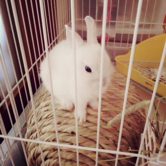 ウサギを愛する者のカバー写真