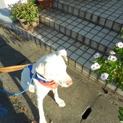 「保護犬キナコちゃん  歩行訓練」サムネイル1