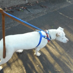 「保護犬キナコちゃん  歩行訓練」サムネイル2