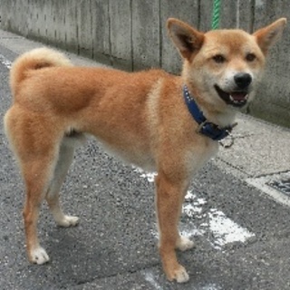 とても人なれしている　柴ミックスの男の子