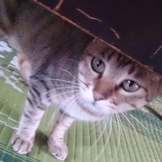 マオちゃんの里親募集