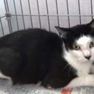 リカちゃん　小柄でおとなしい女の子です