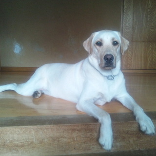 優しく元気なラブ