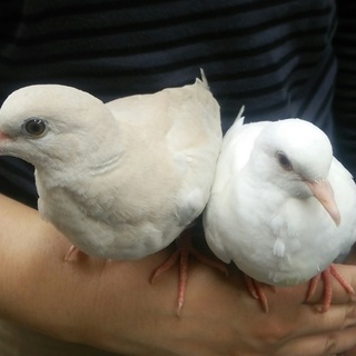 ギンバト・ジュズカケバトのヒナ