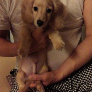 大切に育てていただける方募集します。