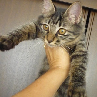 お転婆な毛長ちゃんです。