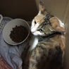 三毛猫3ヶ月メス里親募集！ サムネイル2