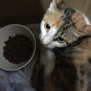 三毛猫3ヶ月メス里親募集！