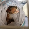 三毛猫3ヶ月メス里親募集！ サムネイル3