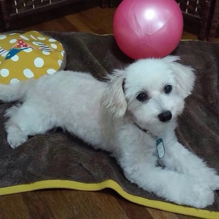 マルチーズのパルくん