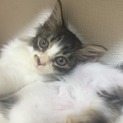 ぬいぐるみのような子猫