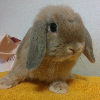 かわいいホーランドロップ　男の子