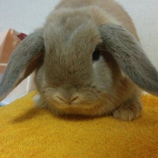 かわいいホーランドロップ　女の子