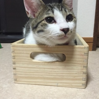 4〜5ヶ月ほどのキジシロちゃん♂