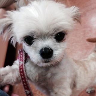 推定５歳のチワワmix？？のチャッピー