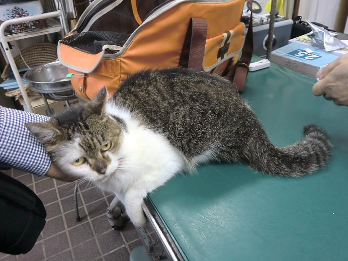 某芸能人さん宅から保護し 東京都 猫の里親募集 ペットのおうち 月間利用者150万人