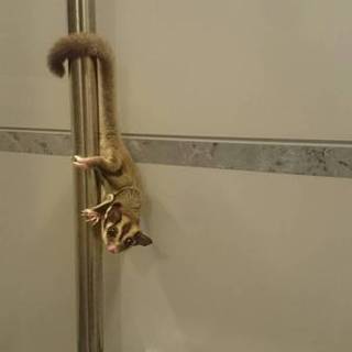 フクロモモンガ♂里親募集