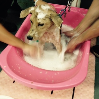 4か月ぐらいの仔犬、あじすけくん！