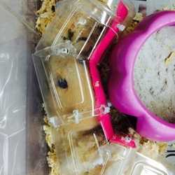 スーちゃんの寝床は…ペットボトルトンネル‼︎