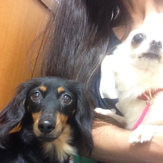 ダックスフンドのレイちゃん