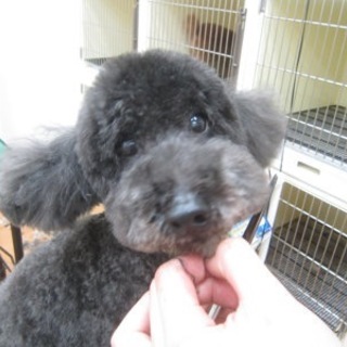 人懐こいトイプードル、家族募集中！