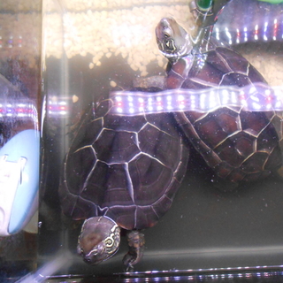 カメさん2匹里親募集です｡