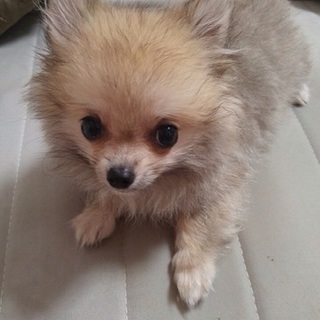 チワワ×マルチーズの子犬です