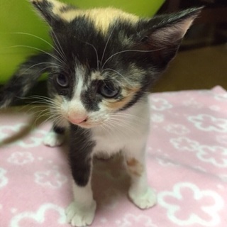 名古屋 もなかちゃんの里親さま募集