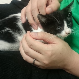 可愛いお鼻の子猫ちゃん