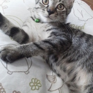 名古屋 みなみくんの里親さま募集