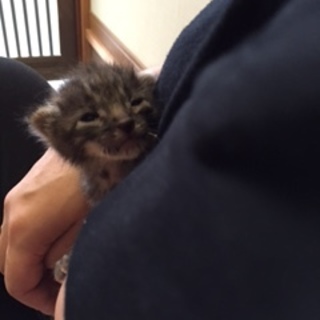 元気な赤ちゃん猫