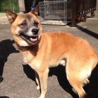 この子を助けて下さい！処分になります。