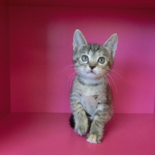 「まるちゃん」女の子☆１ヶ月半くらい