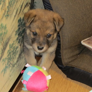 迷い犬の里親を募集いたします。