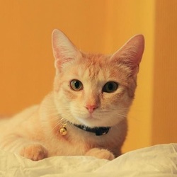 ■プロカメラマン マンツーマン指導付き撮影会 サムネイル2