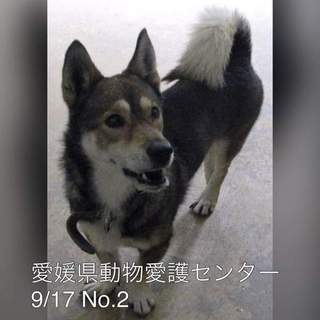 愛媛県動物愛護センターに保護されています！