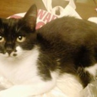 ライ麦ちゃん　４か月くらいの女の子