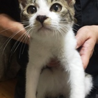 小麦ちゃん　４か月くらいの男の子