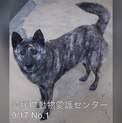 愛媛県動物愛護センターに保護されています！