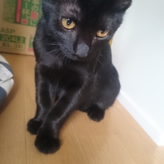 黒猫元気な男の子です