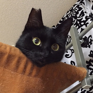 人なつこい黒猫のツキちゃん