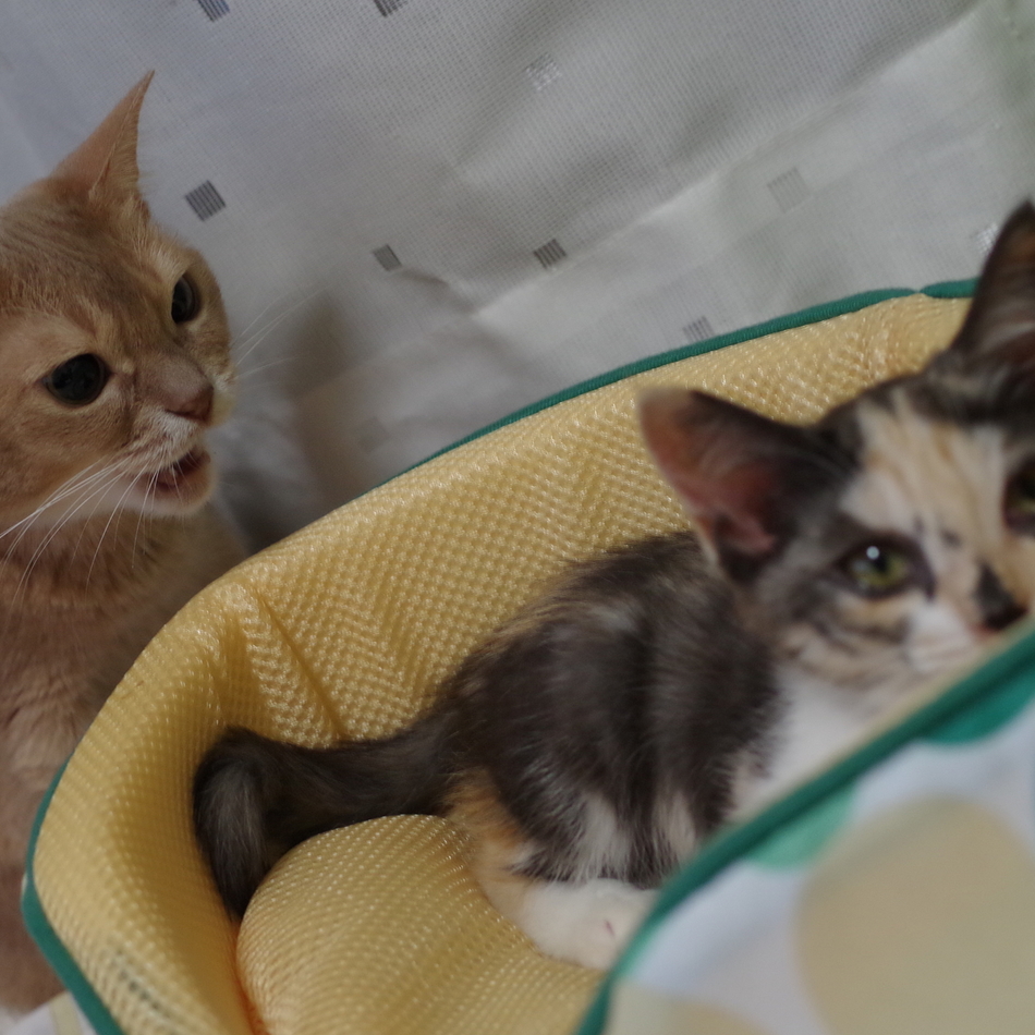 牡丹のカバー写真