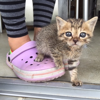 （推定）1か月の女の子のお家を探しています