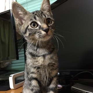 １ヶ月半の子猫の里親募集