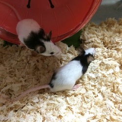 「兄弟（シンとマコト）が我が家の家族になりました。」サムネイル2